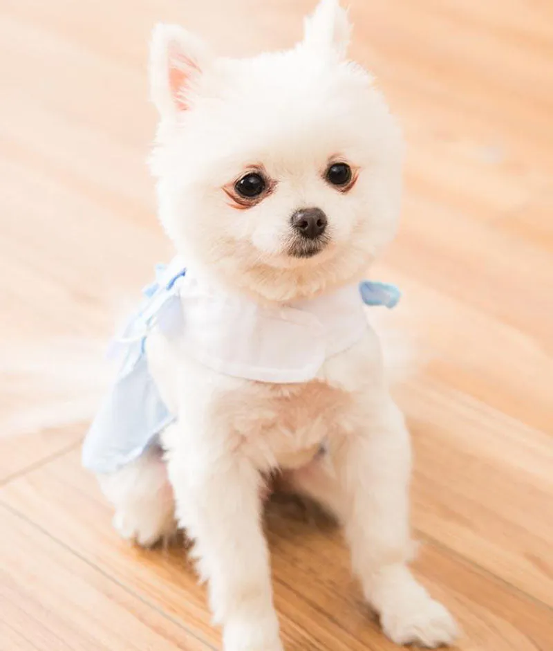 New spring and summer thin cute puppy and cat vest skirt